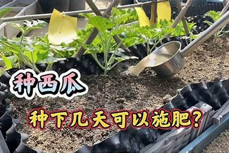 水稻分蘖期是什么时候？水稻分蘖期施什么肥好