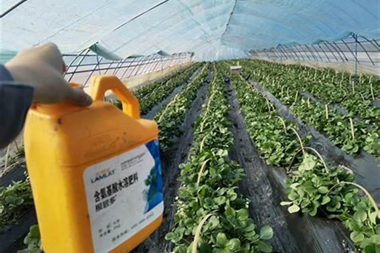 氨基酸水溶肥的使用方法