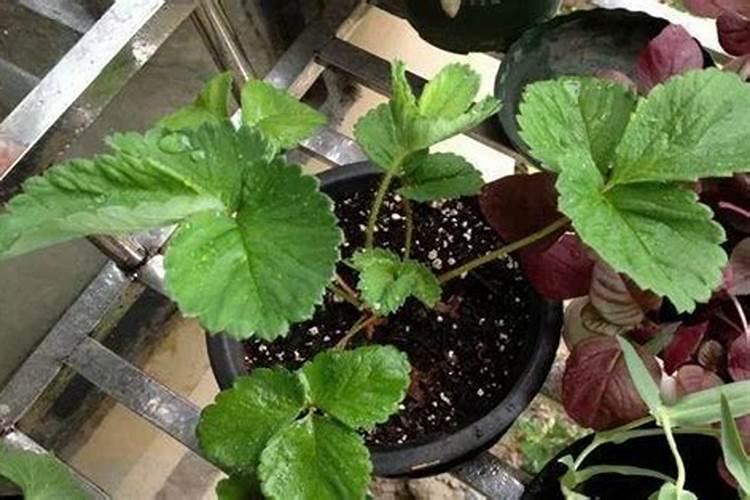种白菜用什么底肥最好