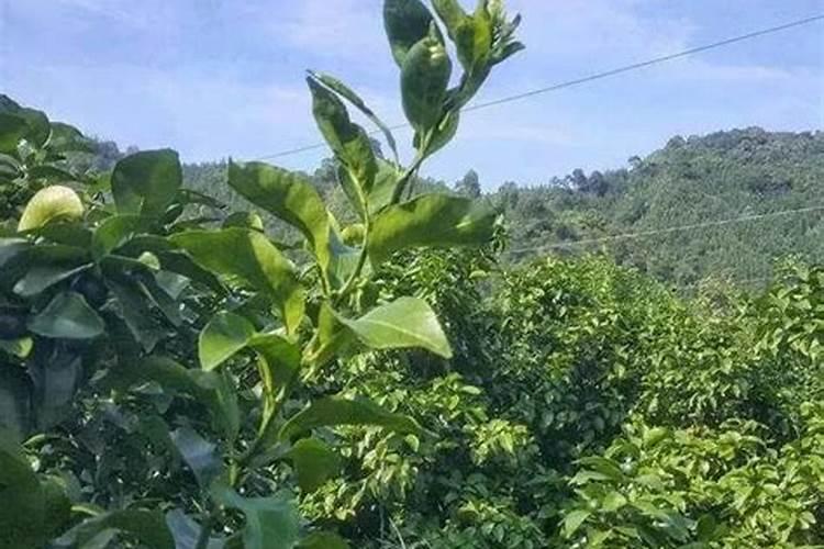 柑橘最忌三种肥料