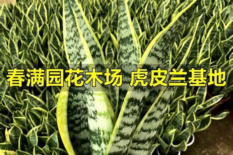 虎皮兰的施肥方法什么肥料好？