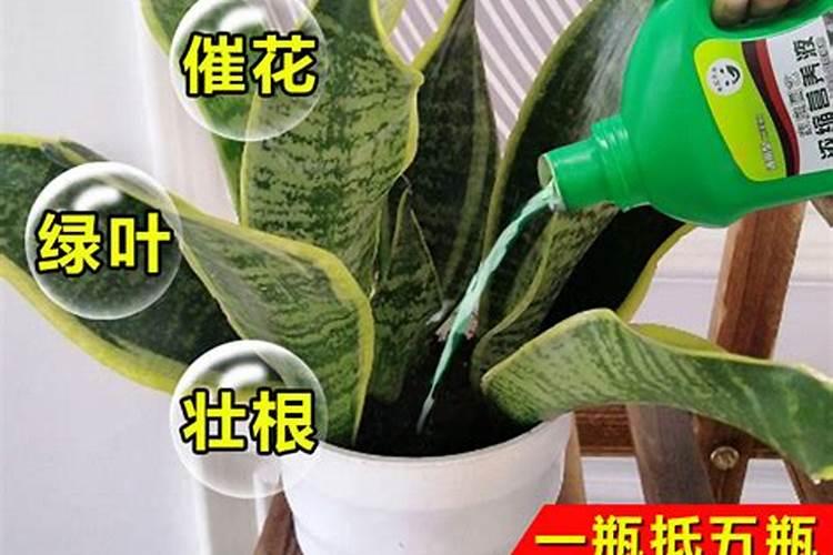 虎皮兰最好的肥料是什么怎么施？