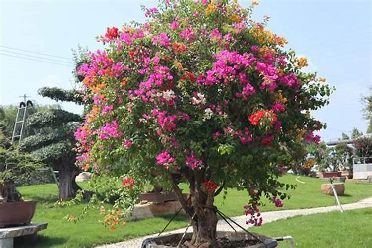 软枣猕猴桃苗适合什么季节种植？