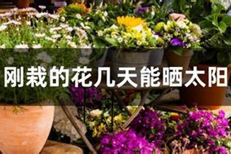 花种下多久可以施肥