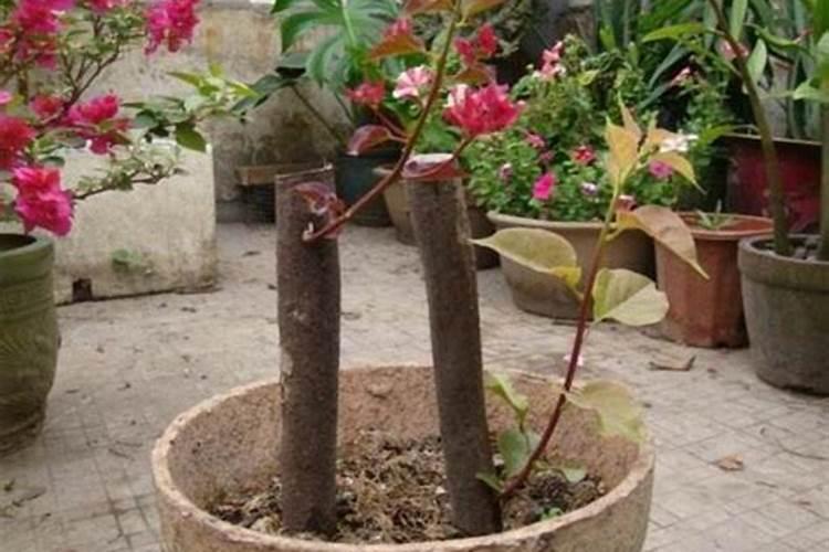 磷酸二氢钾适合哪些花