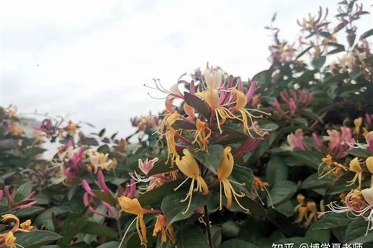 金银花施什么肥产量高