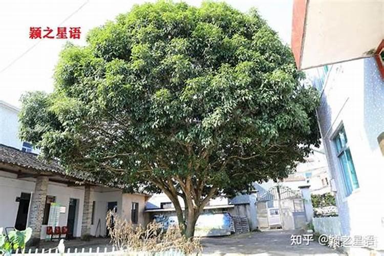桂花怎样追肥