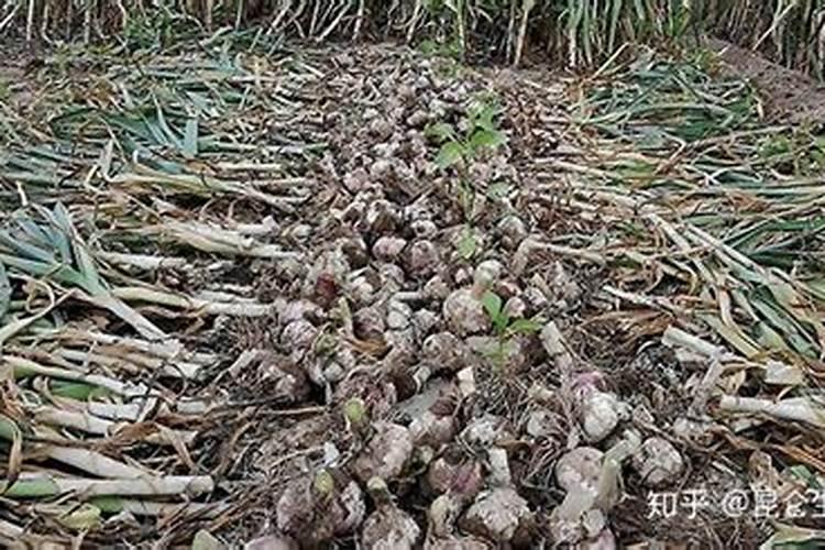 大蒜叶面肥喷什么肥最好