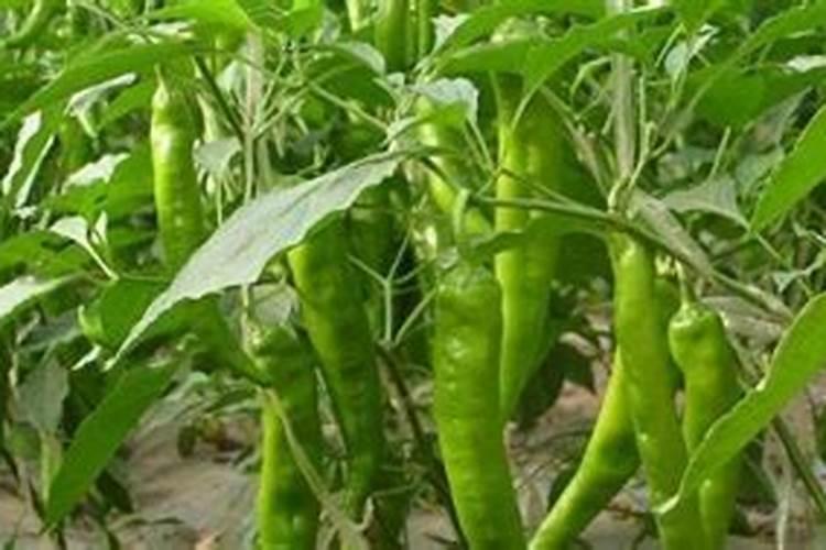很多人种植辣椒都会多施钾肥,施钾肥有什么作用呢？