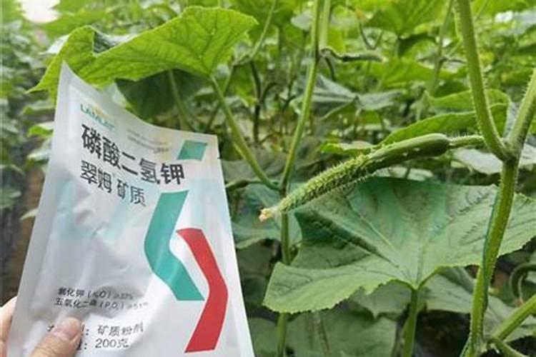 危害重的黄花菜叶斑病如何防治？