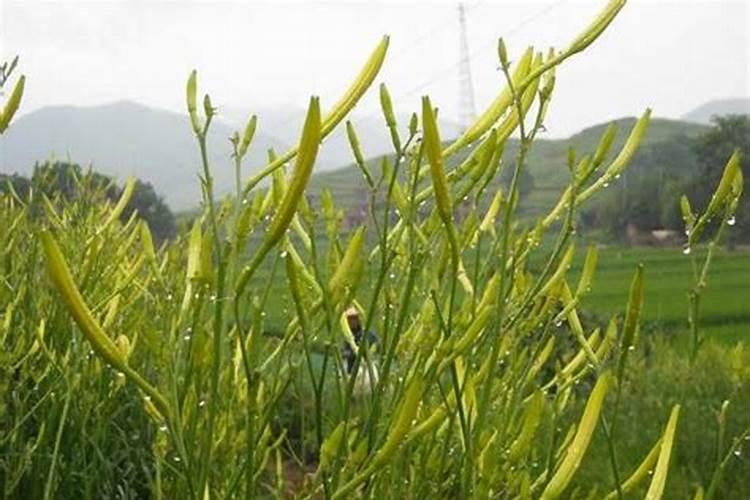 黄花菜是百合科的多年生植物,黄花菜的种子要怎么繁殖？