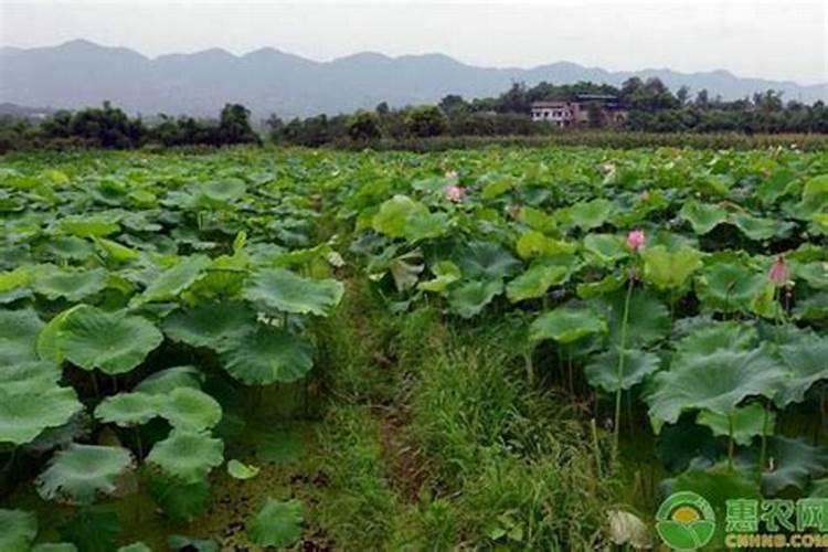 种藕用什么复合肥好 怎么施肥可以提高产量