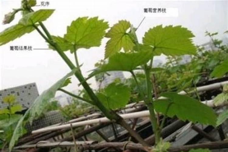 葡萄开花期施什么肥