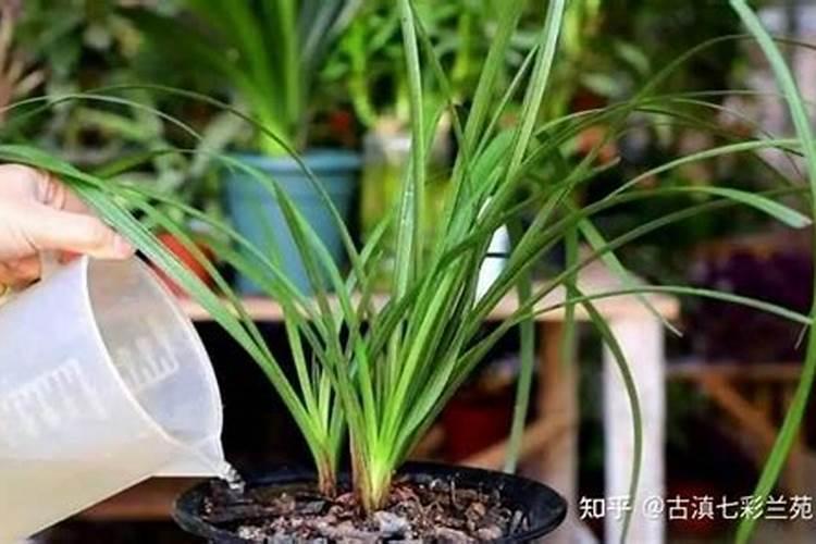 草木灰可以浇兰花吗