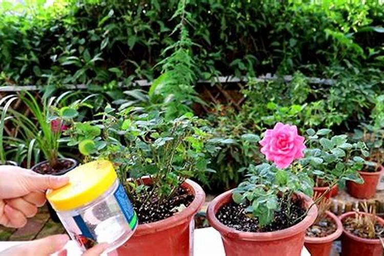 月季花施肥方法怎样给月季花施肥