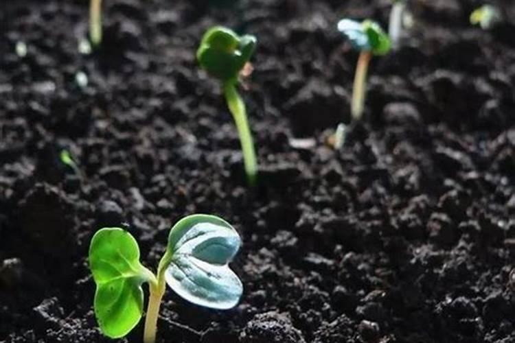 绣球花开花期间怎么施肥