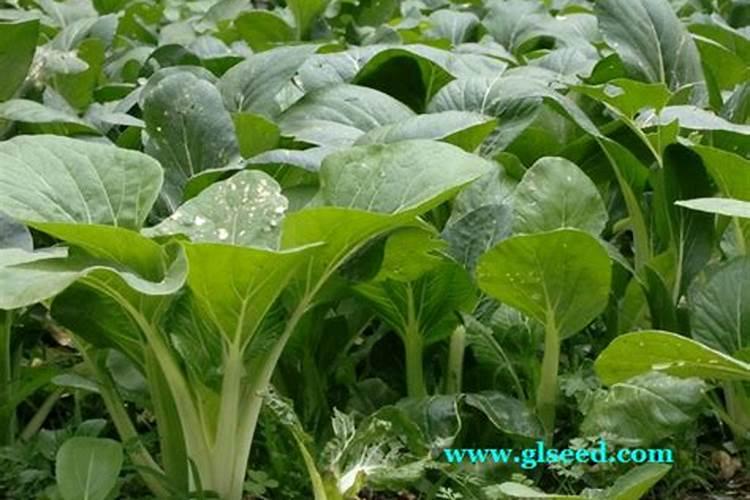 白菜施什么肥料长得最好