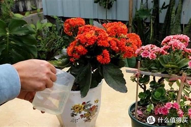 花多久施肥一次 养花多久施一次肥