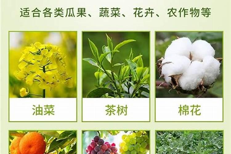 鱼蛋白肥料的使用技巧