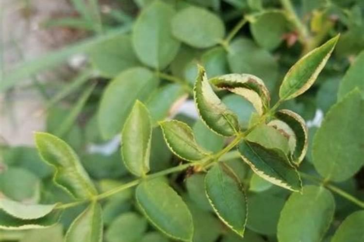 月季的很多枝条偏黄不绿怎么回事？