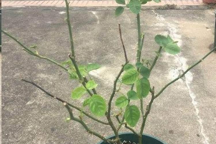 怎么判断月季要施肥了 施肥时间及方法