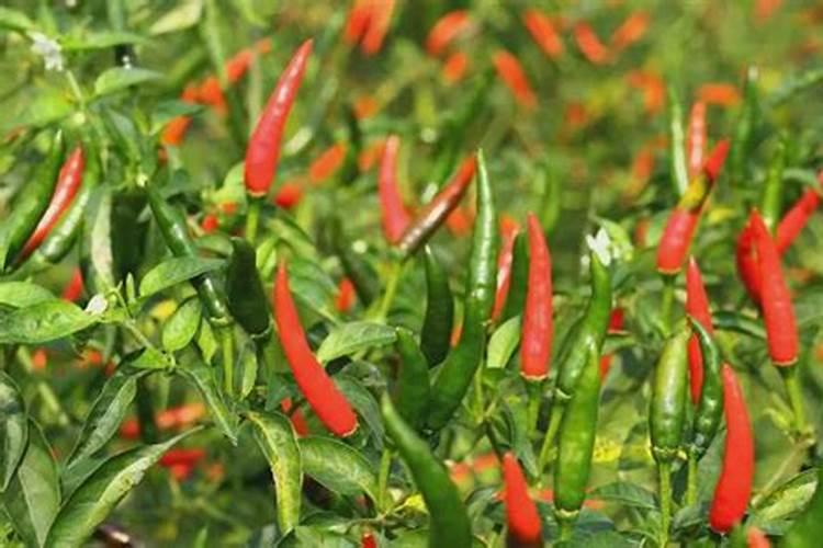 种辣椒用什么肥料比较好