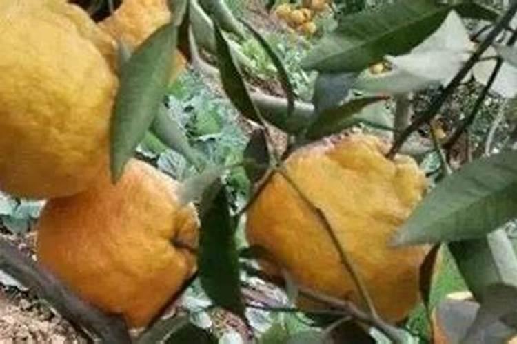 月季花这样施肥,开得更艳