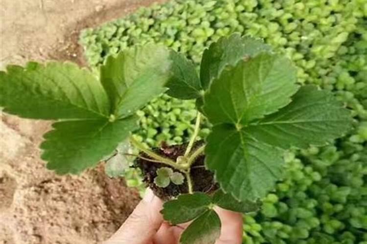 草莓各个时期的施肥方案 什么时候冲高磷肥
