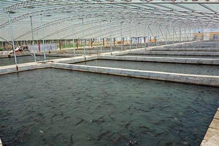 使用这6种溶液浇花,保证花叶越长越好~