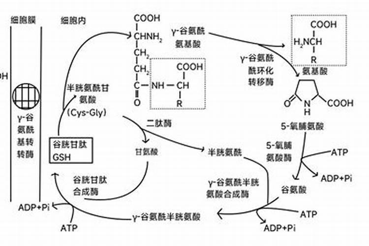 水瘦怎么快速肥水