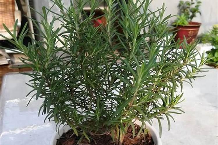 花椒树上什么肥料才能商高产