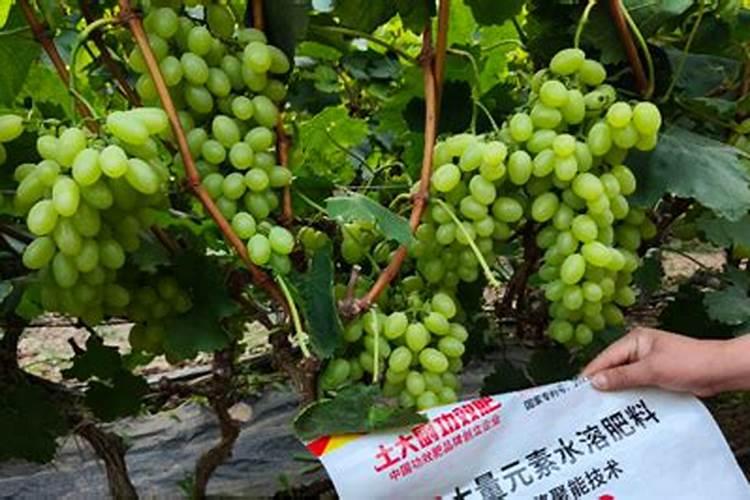 葡萄使用叶面肥怎么用