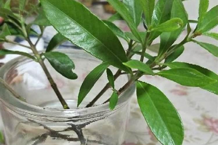 水培栀子花怎样养才能开花