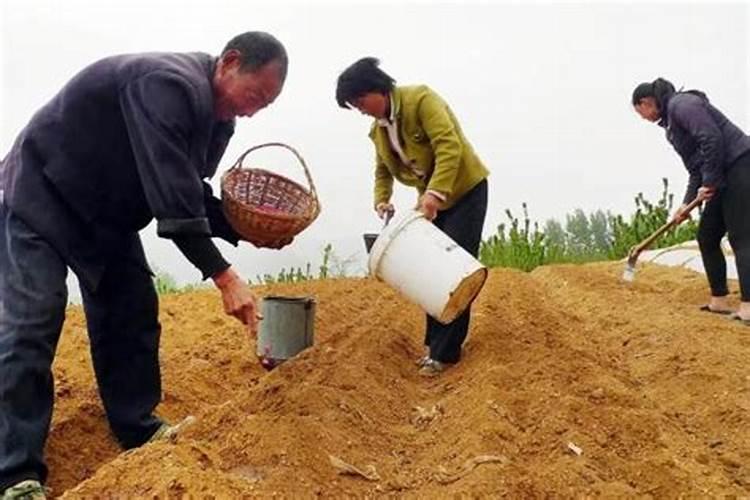 青色葡萄能吃吗,价格贵不贵