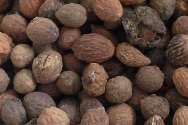 酸枣树怎么种植(有关酸枣育苗种植技术)