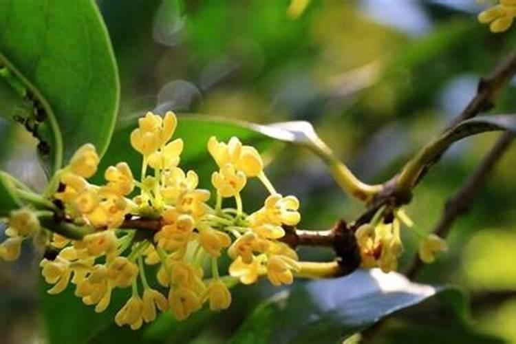 桂花树怎样施肥 桂花树如何施肥