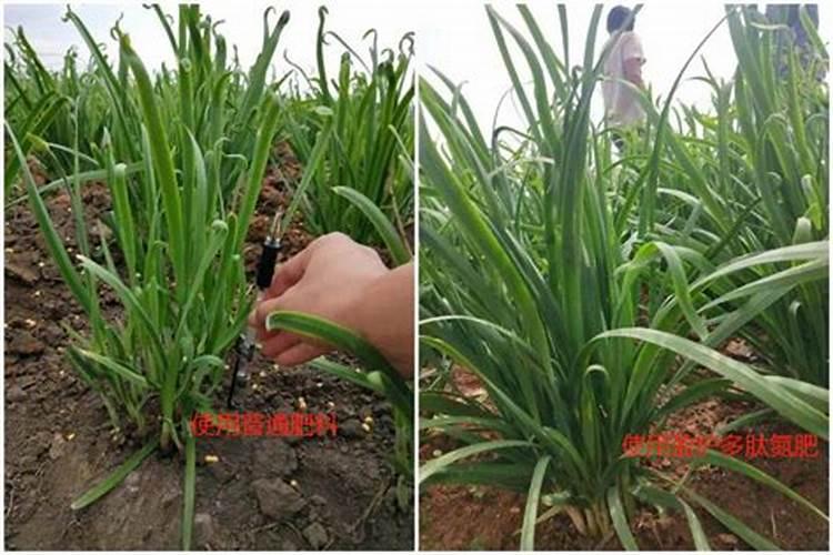 种植菠菜如何施肥