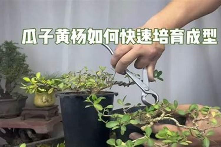 瓜子黄杨太嫩怎么给它老下来？