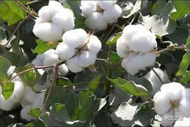 新疆棉花底肥施用用量