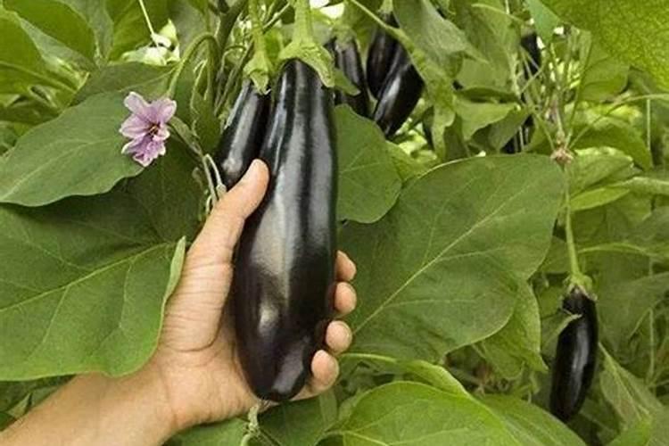 老师好,茄子从开花到成熟需要多少天？这期间咋管理？