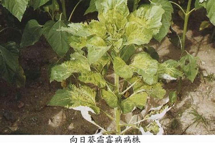 如何治疗霜霉病