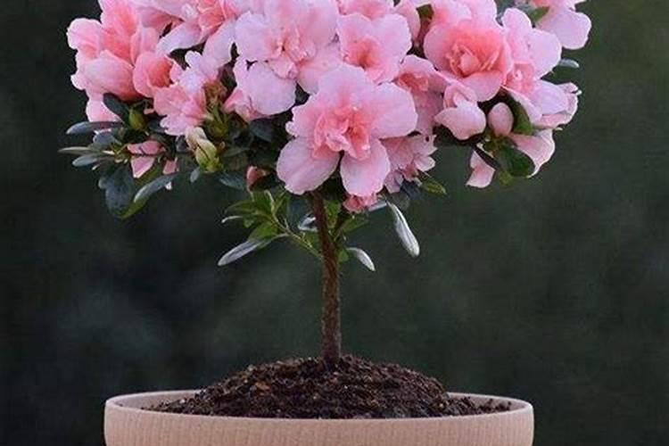 杜鹃花什么时间施肥最好 杜鹃花施肥时间和方法