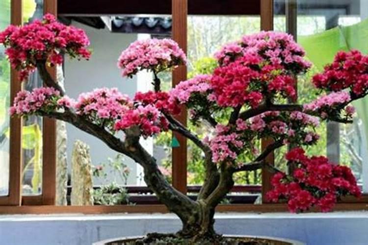 杜鹃花喜肥吗 喜欢施什么肥料