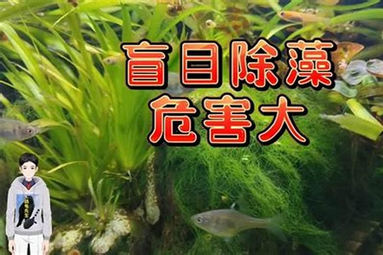 本色水景:19种常见藻类照片和解决方法
