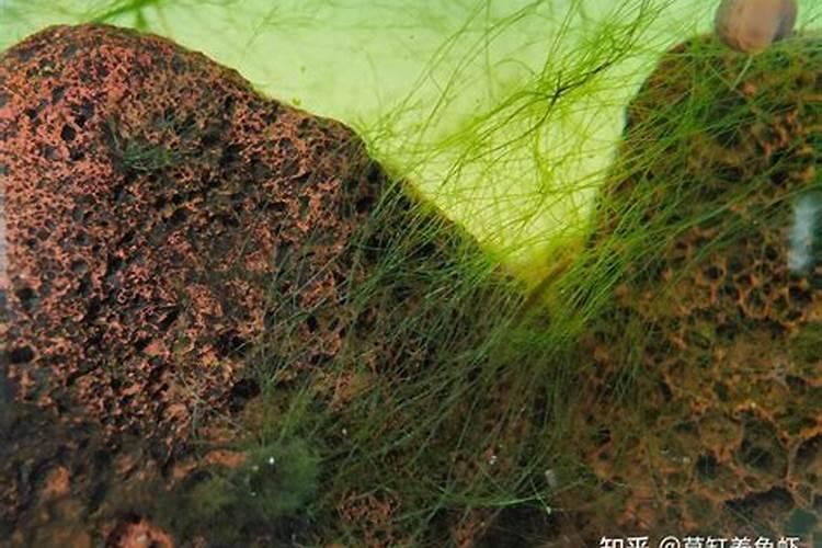 本色水景:19种常见藻类照片和解决方法