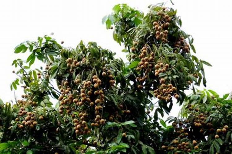 龙眼喜欢什么肥料？施肥时有哪些注意事项？