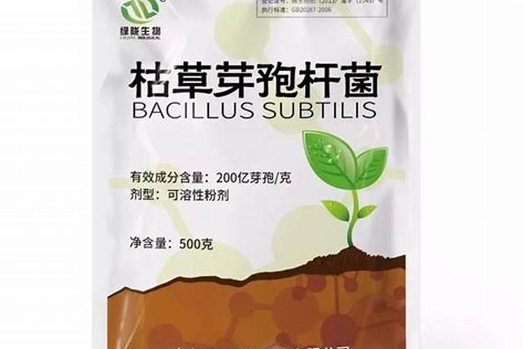 这黄瓜秧子是怎么回事呢