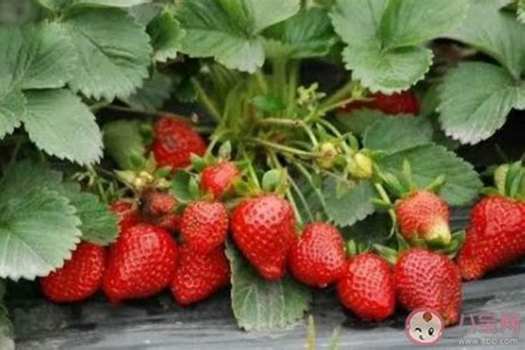 草莓要用什么肥料来促进生长