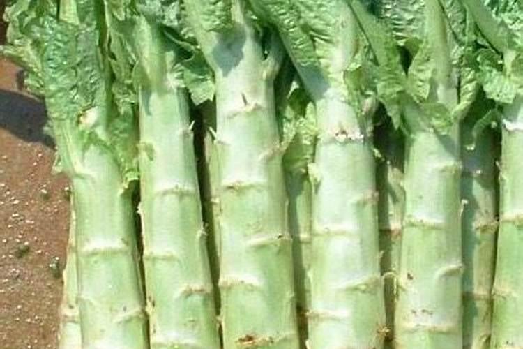 种蔬菜用什么肥料最好
