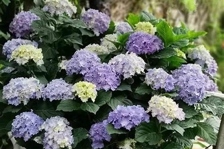 绣球花小苗施什么肥